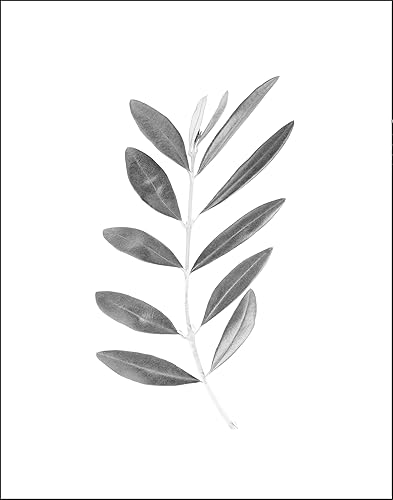WESTBROOK DESIGN STUDIO Olive Branch with Leaves Botanical Wall Art Print - 11x14 UNFRAMED, Minimalist Modern Black & White Decor - A Neutral,