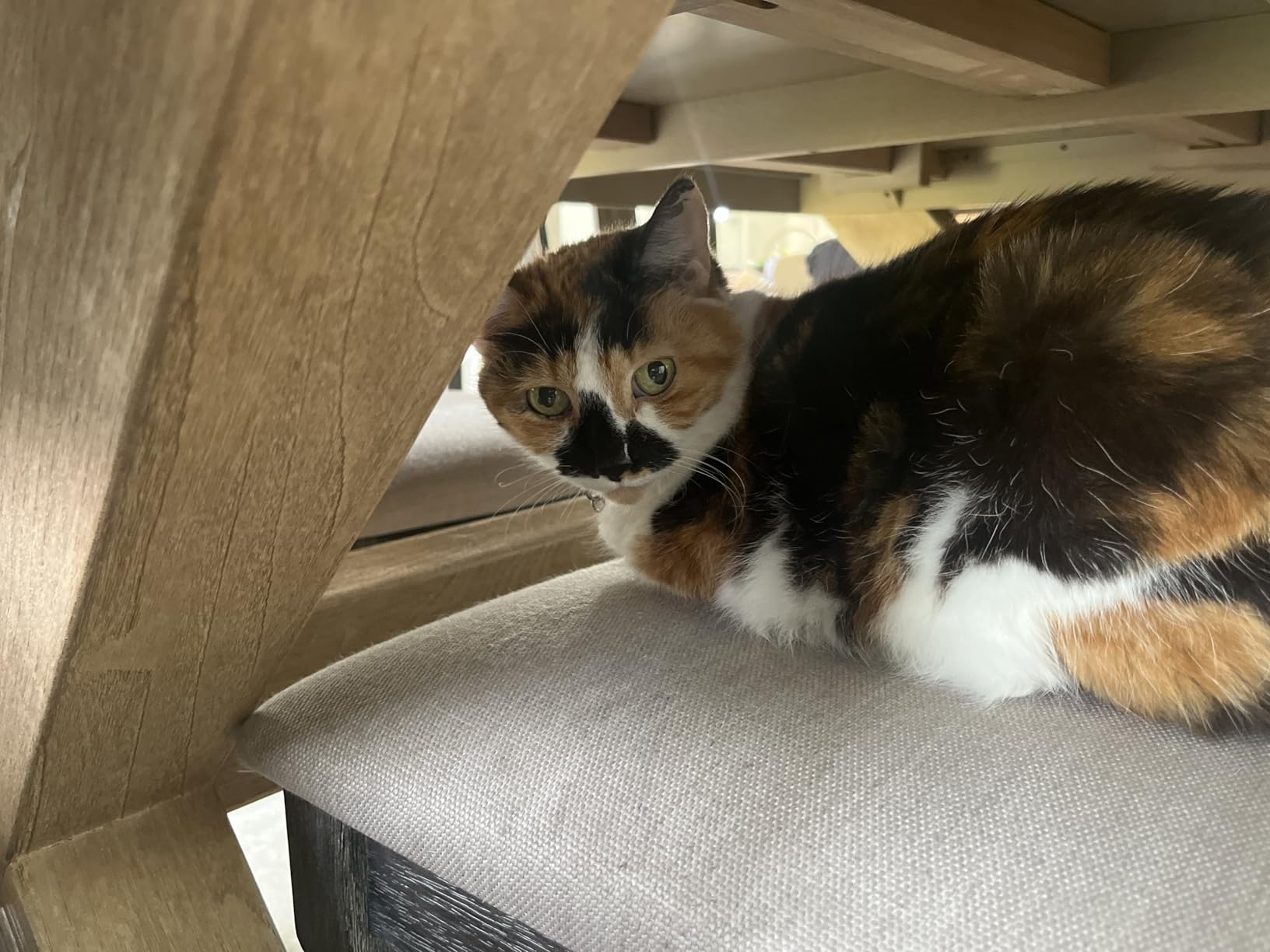 Dr. Elsey's Ultra Unscented Clumping Clay Cat Litter 18 lb Bag photo review