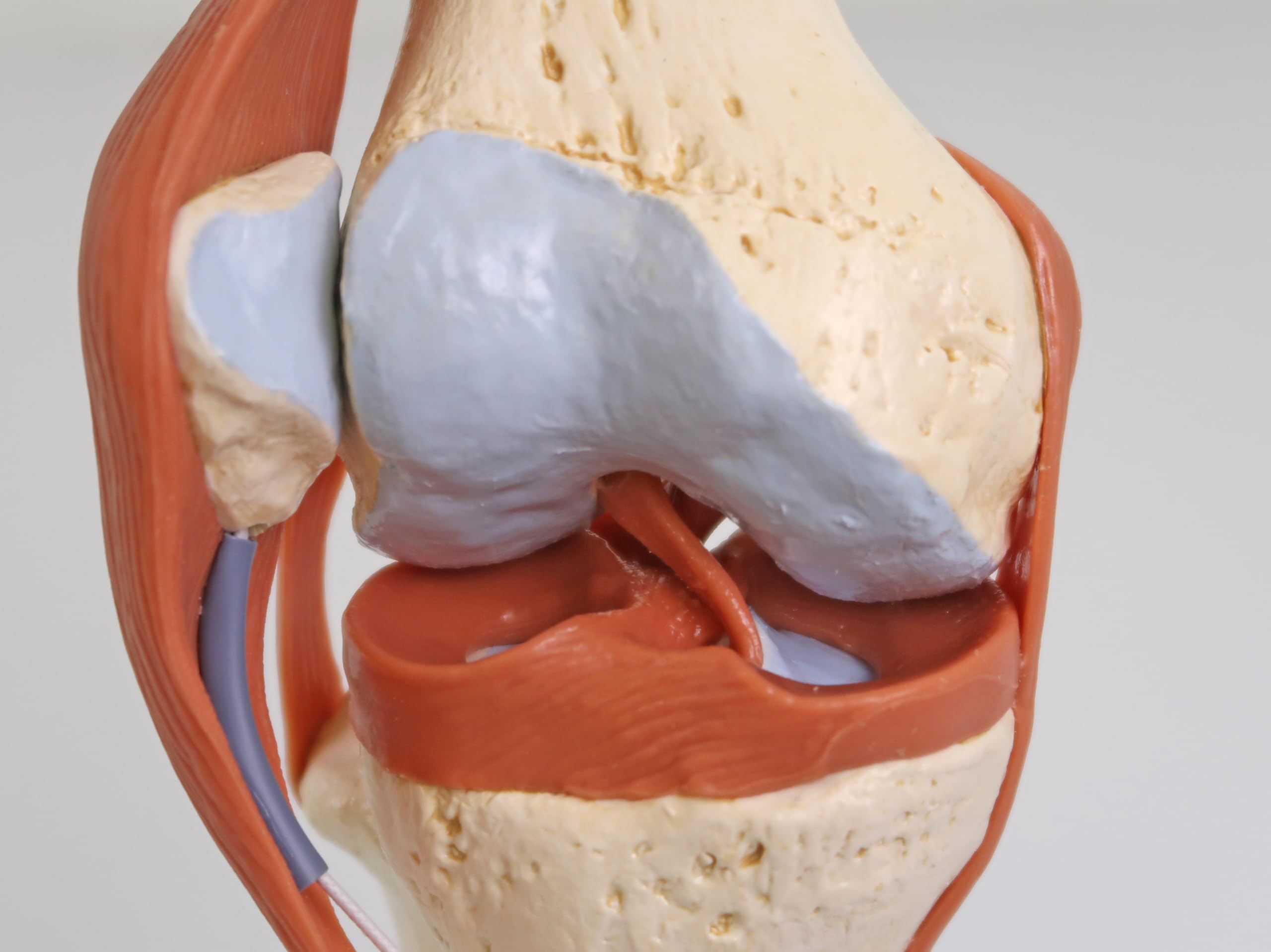 Amazon.co.jp: 可動型の膝関節模型，伸縮性のある靭帯付き，関節面を