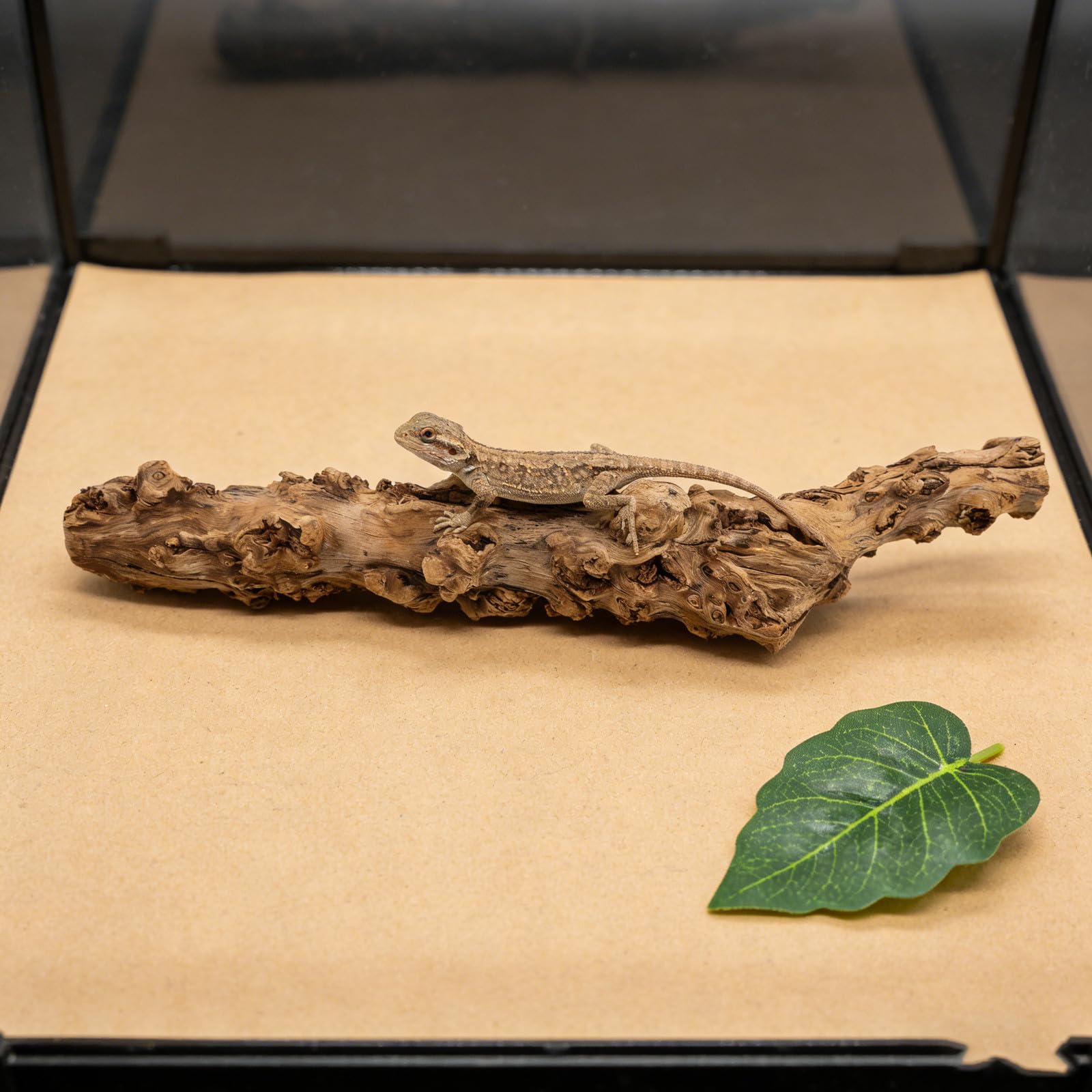 Ramo Per Arrampicarsi Rettile in Sughero Naturale Accessori Per Terrari Di Lucertole E Serpenti Tronco Legno 13.78 Pollici Supporto Sicuro Per Habitat Di Draghi Barbuto E Anfibi