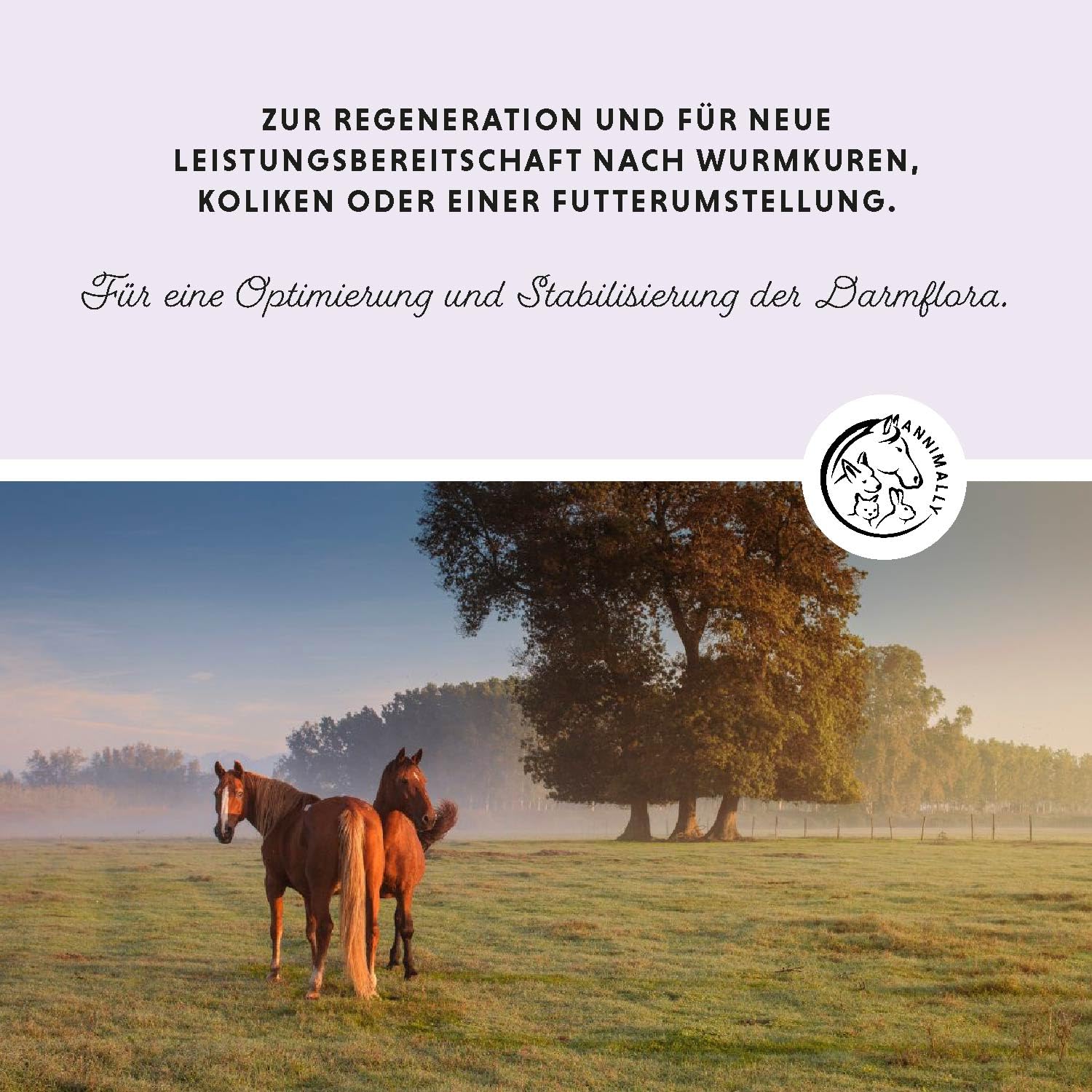 Annimally Probiotika Pulver für Pferde - 750g Darm Pulver mit Lebendhefe für eine gesunde Darmflora - Darmbakterien zur Darmsanierung beim Pferd, bei Kotwasser & Durchfall