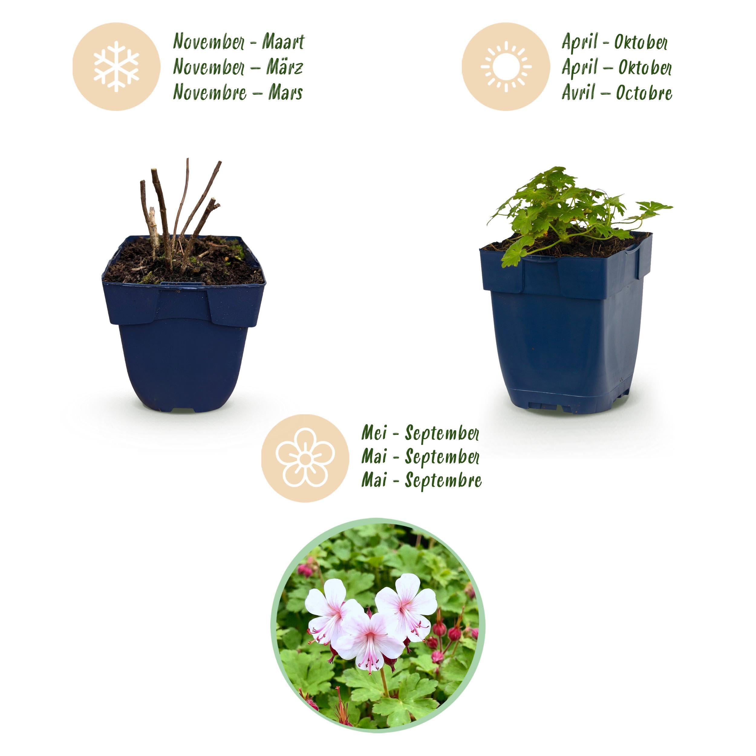 Géranium macr. Spessart - Géranium à bec de cigogne - Couvre-sol - Blanc-rose - 6 plants - 15-25cm - Ø11cm - Plante de jardin