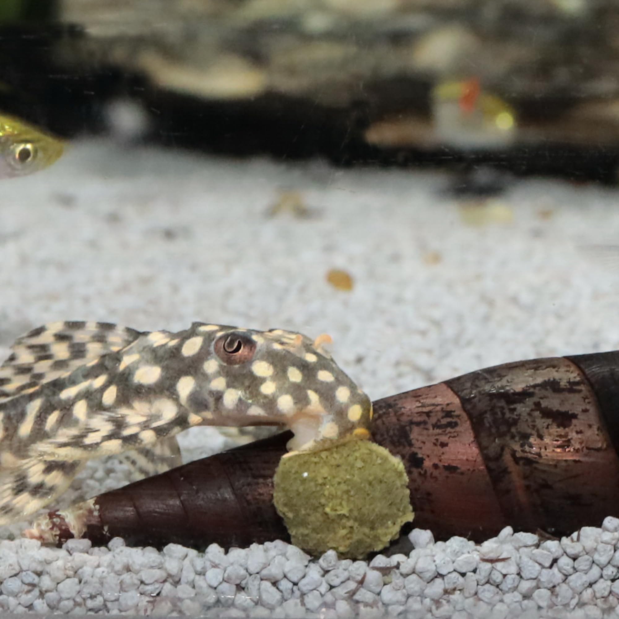 JBL PRONOVO PLECO WAFER, Futterwafer für Saugwelse von 1-20 cm, Fischfutter, Größe M, 100 ml