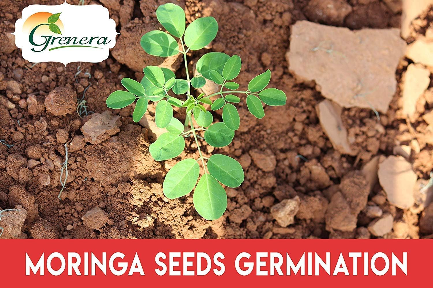 Grenera Moringa Seeds (PKM 1 Seeds) - 100 Seeds/Pack - Image 6 thumbnail