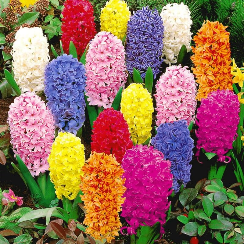 Blumenzwiebel Dnger Fr Tulpen Narzissen Krokusse Zwiebeln Blumendnger  NPK 2kg : Amazon.de: Garten