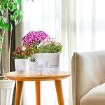 Self Watering Planters for Indoor Plants, 3 Pack 6 Inch African Violet Pots | Modern Decorative Flower Pots with Transparent Water Reservoir, Perfect for Indoor House Plants, Flowers (White)