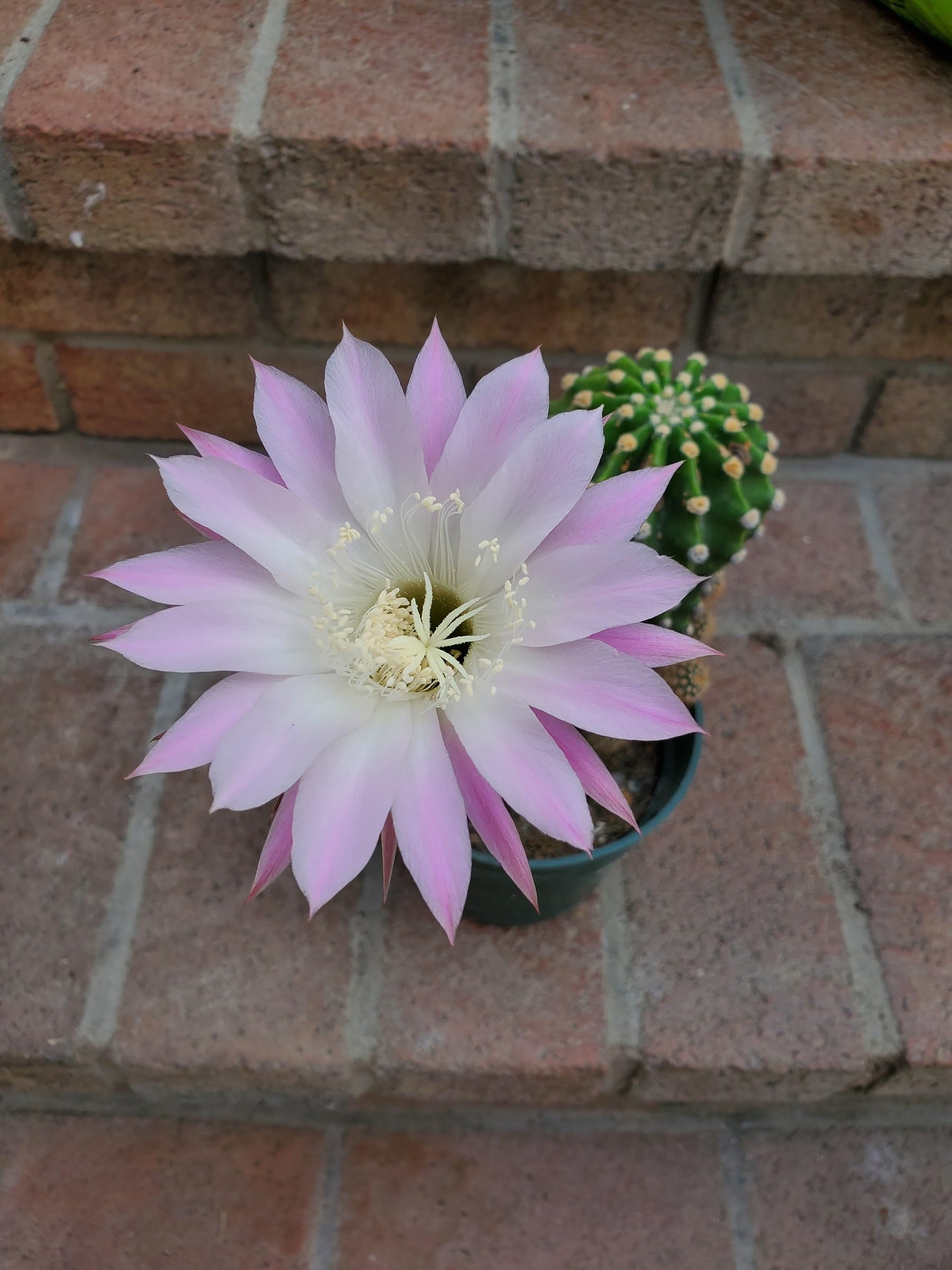 M.D. FARM AND NURSERY | ECHINOPSIS TUBIFLORA cactus live plant with pot (B0D3C91BBS) Amazon Price History, Amazon Price Tracker