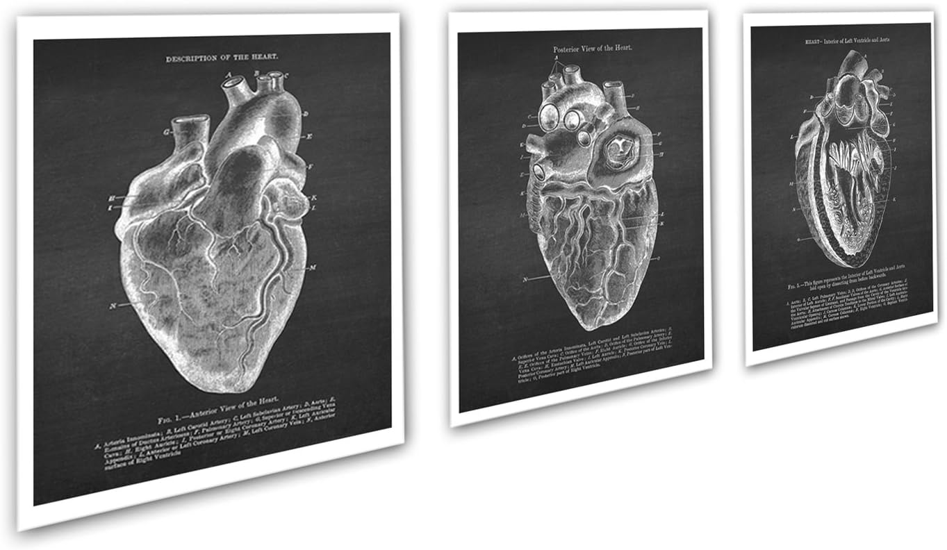 Gnosis Picture Archive Anatomy Art set of 3 unframed Vintage Textbook Illustrations of Human Heart