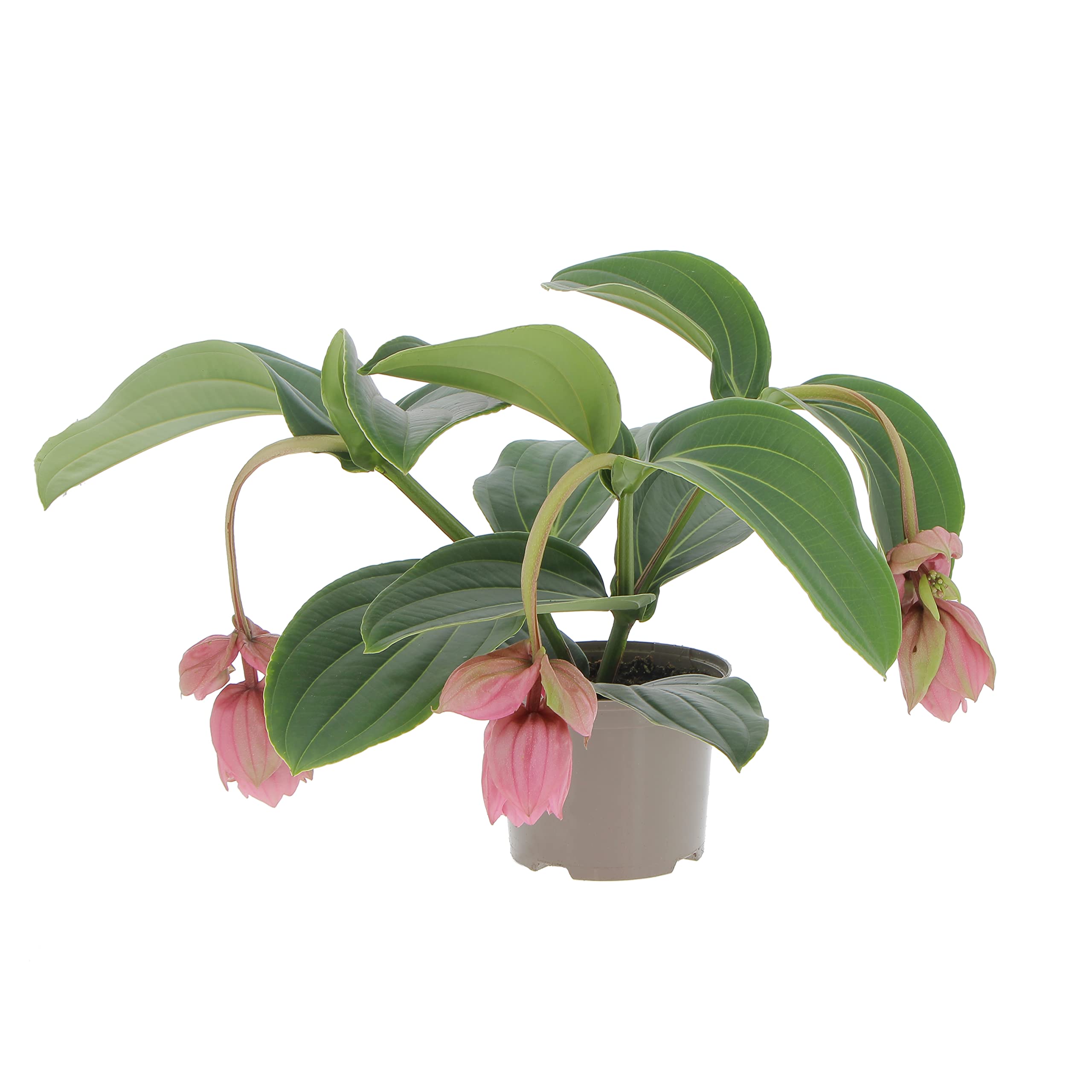 KENTIS - Medinilla Magnifica - Piante Vere Tropicali da Appartamento - Pianta Fiorita Ornamentale Pendente da Interno - Vaso Ø 17 cm
