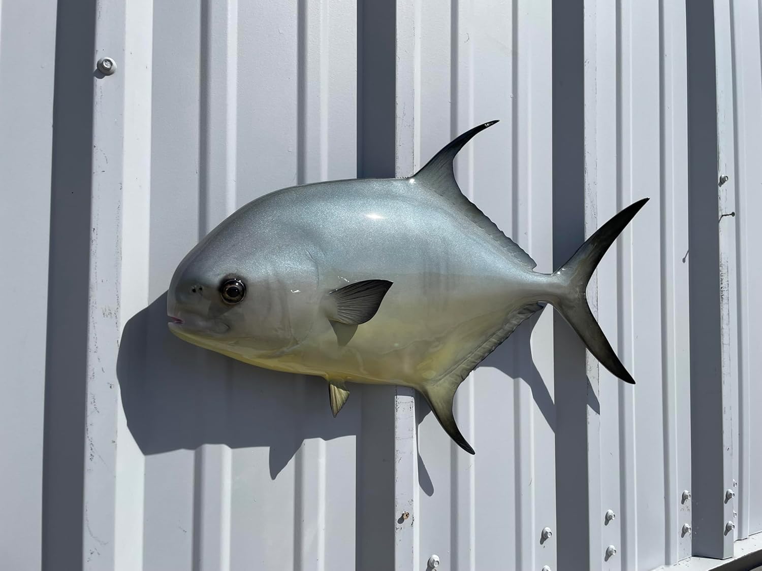 in Stock - 25" Permit Half Sided Fish Mount Replica - Affordable Coastal Decor - Indoors Or Outside