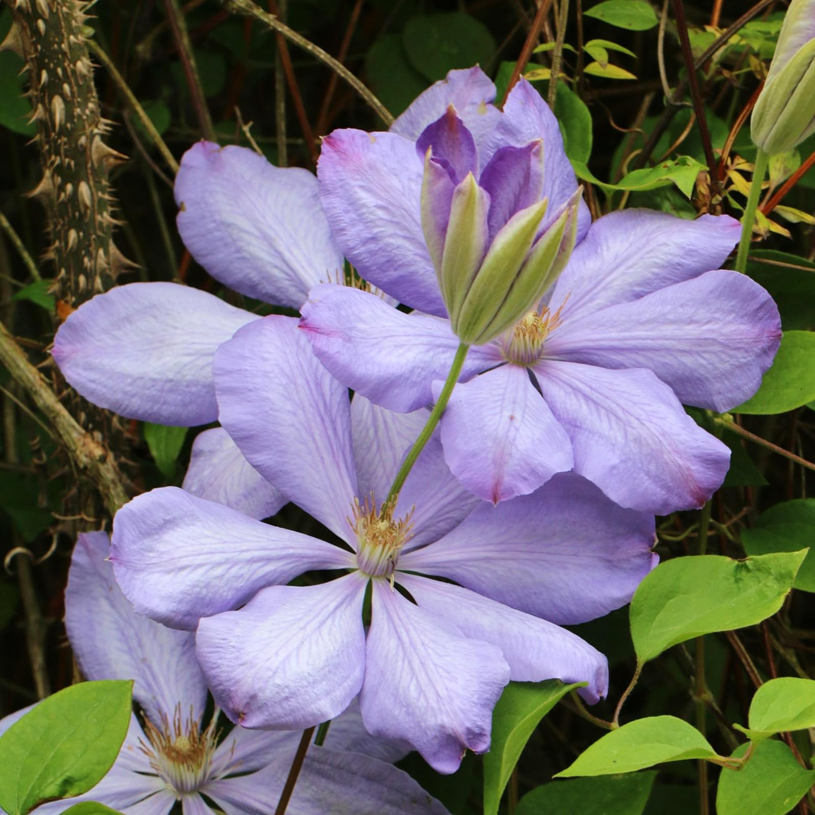 Carbeth Plants 1 x Clematis Mrs Cholmondeley Climbing Plant in 9cm Pot - Lavender Blue Summer Flowering Garden Ready Shrub - Deciduous Outdoor Climber for Walls, Fences or Trellis โ image 1
