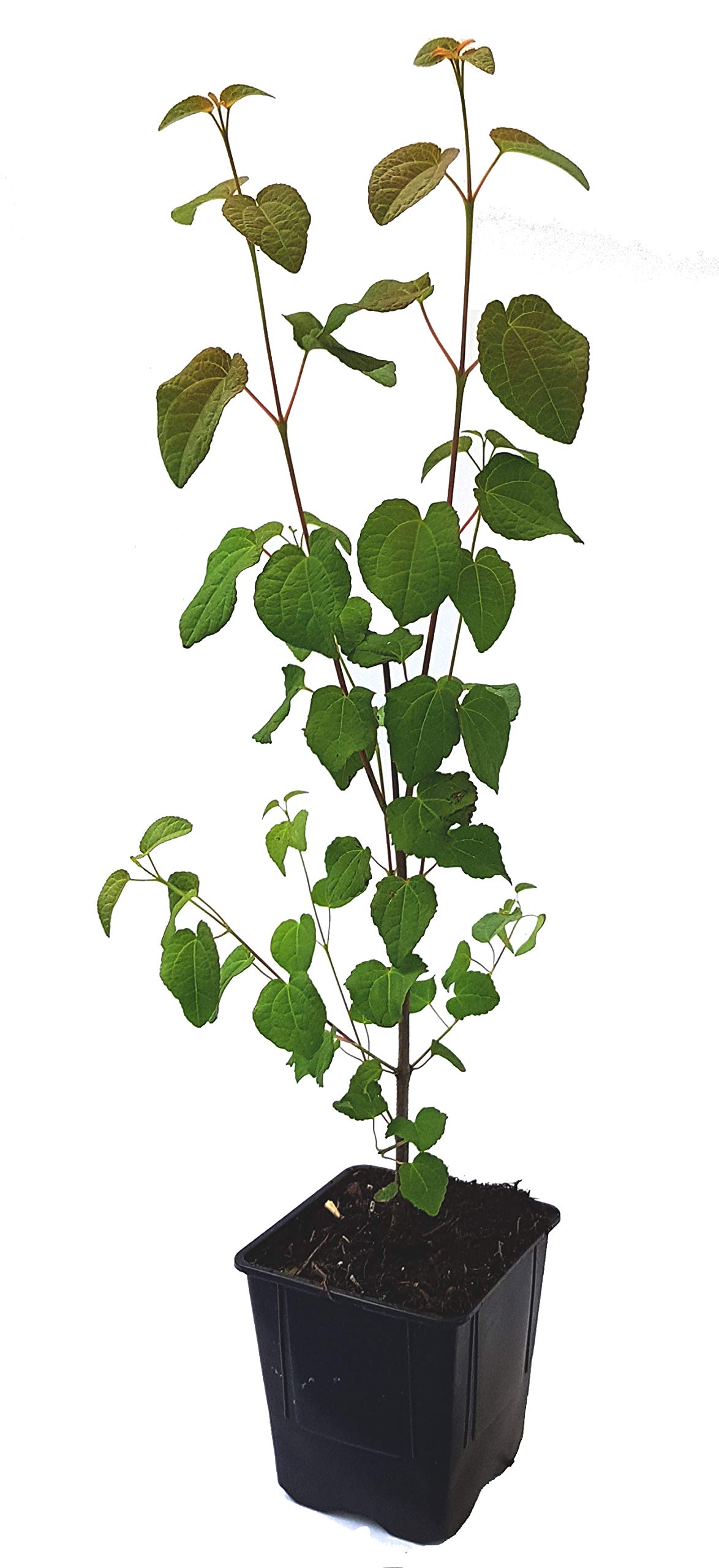 Seedeo Lebkuchenbaum (Cercidiphyllum Japonicum) Pflanze 30 cm - 60 cm :  Amazon.de: Garten