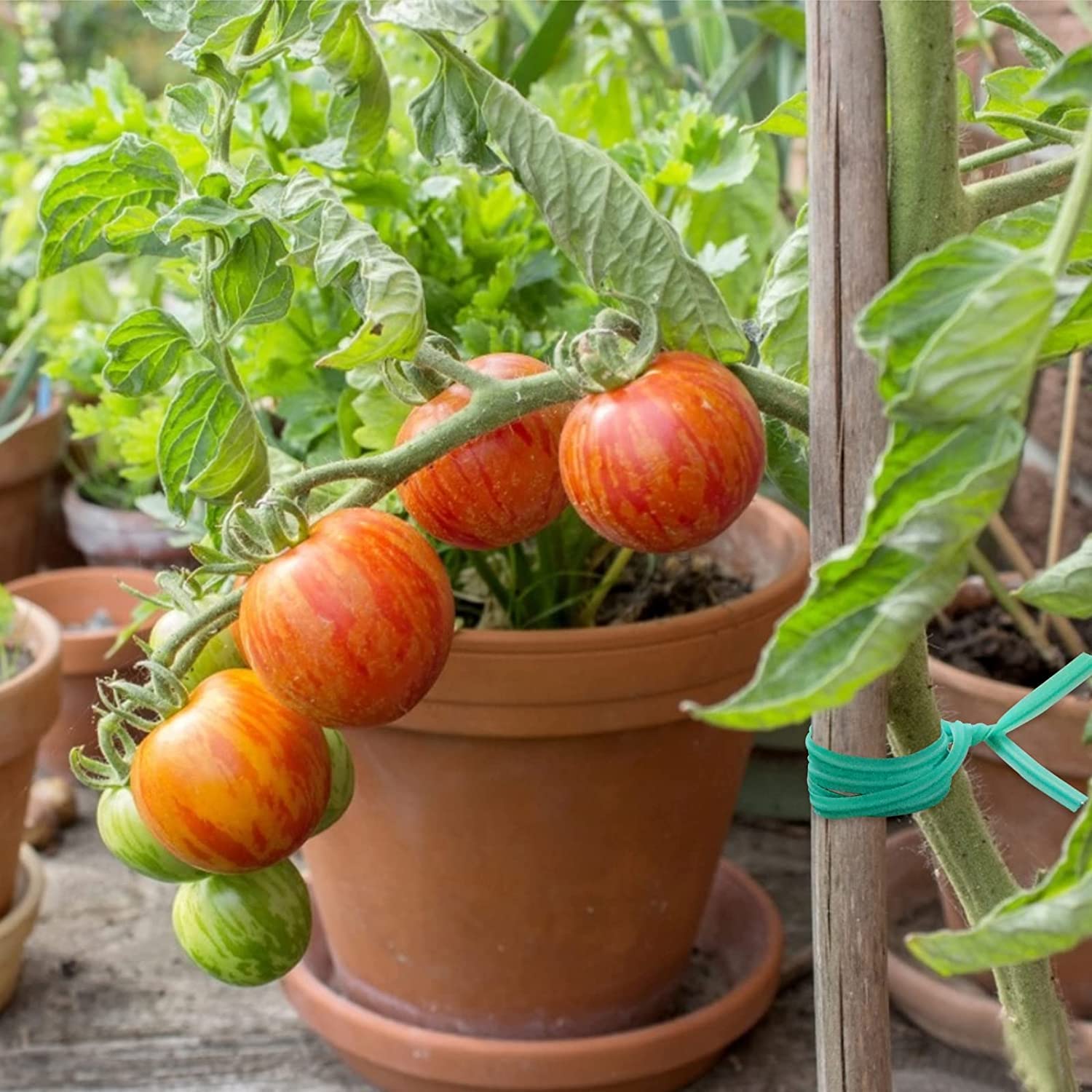 SERVICEWEBSHOP Filo di Ferro Plastificato Verde per Tensione e Legatura Piante, Lunghezza 100 Metri, Resistente agli Agenti Atmosferici, Ideale per Giardinaggio e Fai da Te