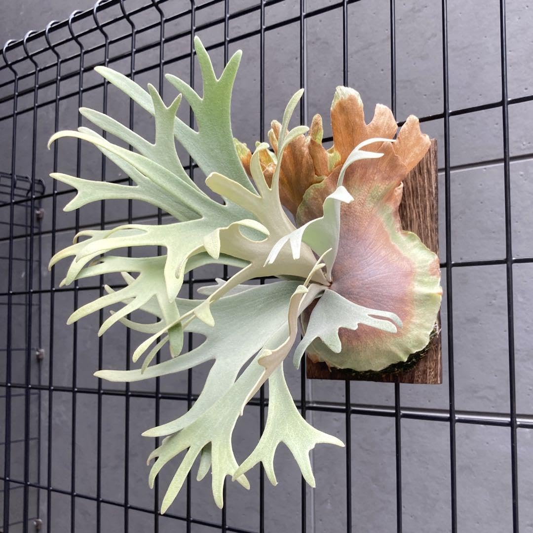 ビカクシダ P.Little Crown Dwarf Spore Amazon.co.jp: P.Little Crown Dwarf 胞子 ビカクシダ : おもちゃ