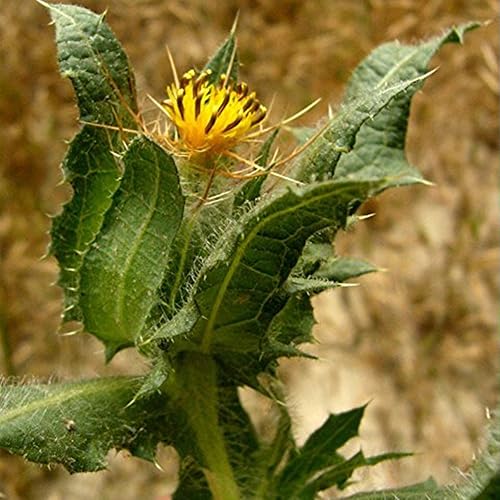 Miniatura 2 de Blessed Holy Thistle Seeds (Cnicus benedictus) Más de 10 semillas de hierbas medicinales raras en cápsulas de semillas congeladas para el jardinero
