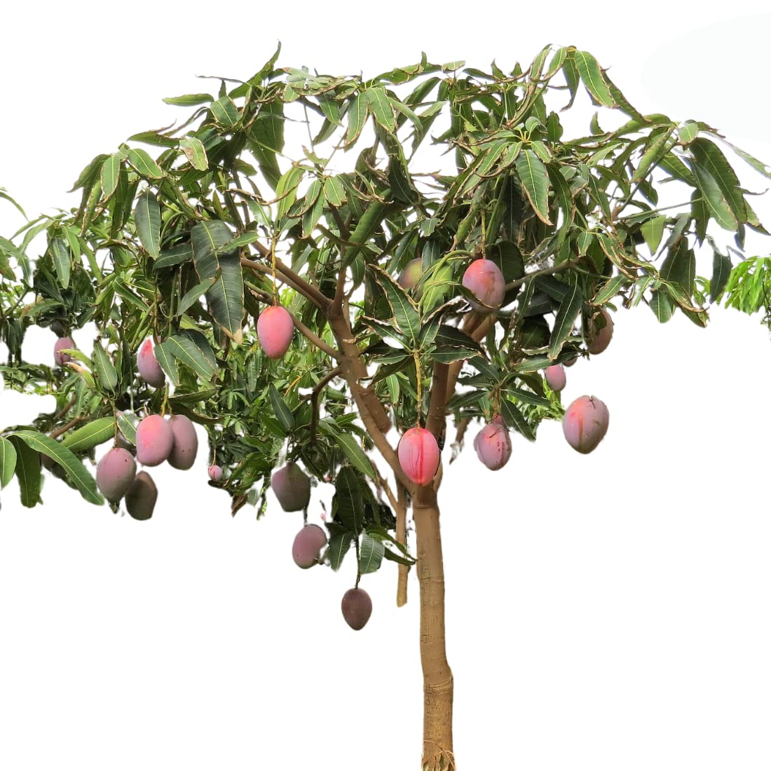 See full amazon price history chart for Mphmi Nurseryplant Mango Amrapali, Aam Amrapali (Grafted) - Plant Mphmi Nurseryplant Mango Amrapali, Aam Amrapali (Grafted) - Plant (B09NMJX5C8) Amazon Price History, Amazon Price Tracker