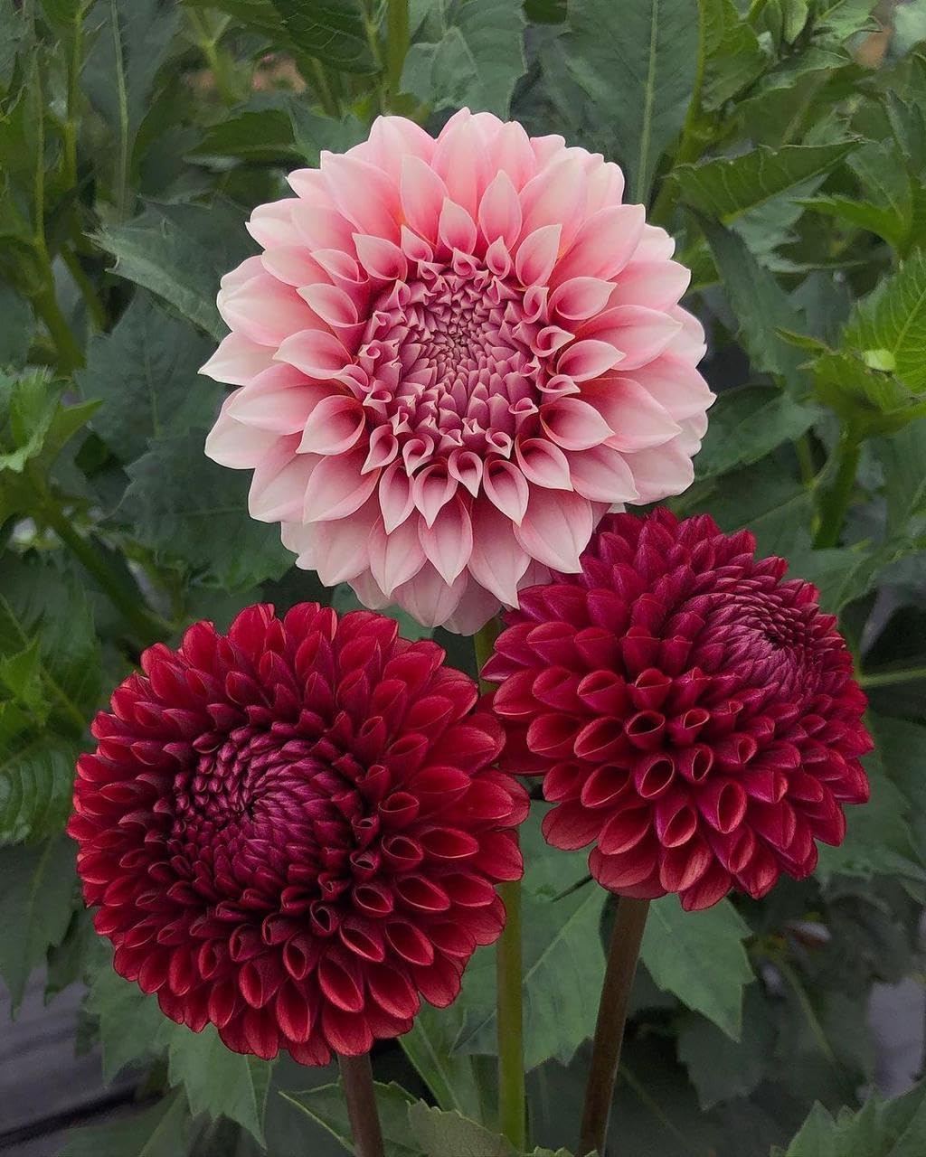 See full amazon price history chart for Ritz Farming® Dahlia imported Flower bulbs | Flowering bulbs for Gardening Multicolour (Dahlia imported Flower Bulb) Pack of 2 bulbs Ritz Farming® Dahlia imported Flower bulbs | Flowering bulbs for Gardening Multicolour (Dahlia imported Flower Bulb) Pack of 2 bulbs (B0CR1N1B7S) Amazon Price History, Amazon Price Tracker
