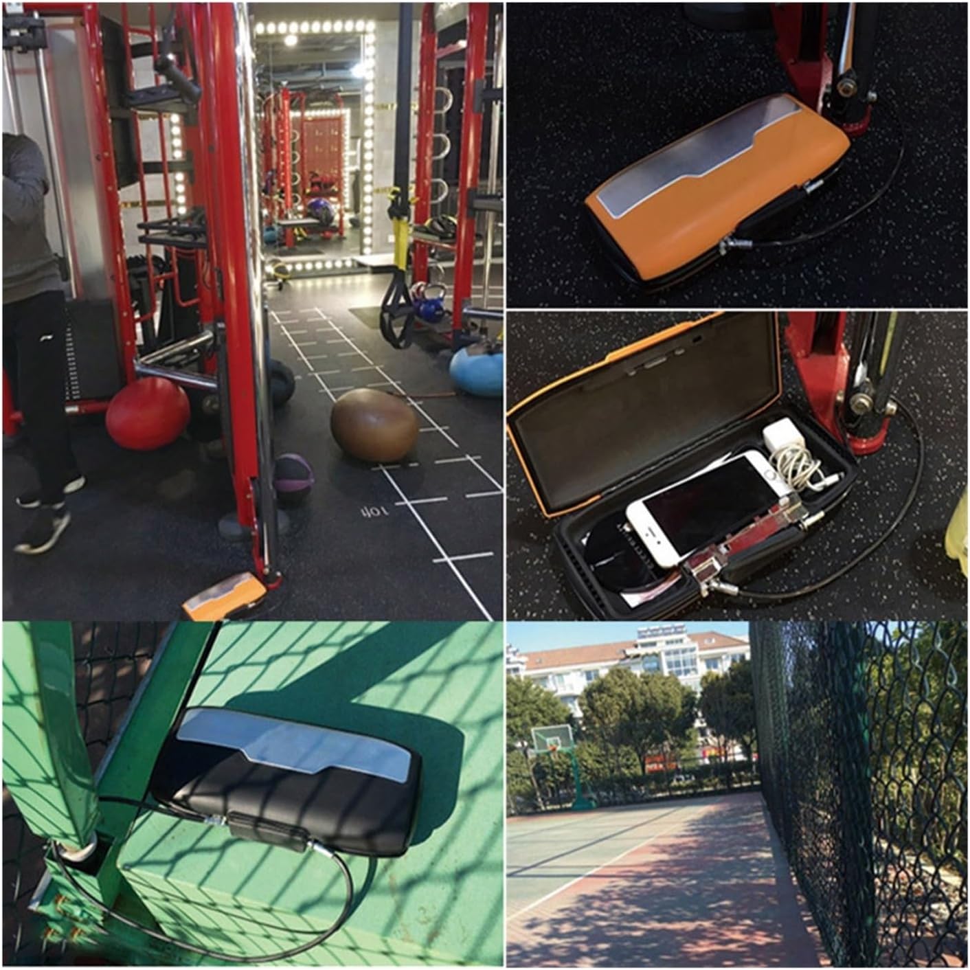 グラキリ　良型　現地球　サキュレンタム種子10粒プレゼント グラキリス 大 現地球 サキュレンタム種子10粒プレゼント グラキリ 良