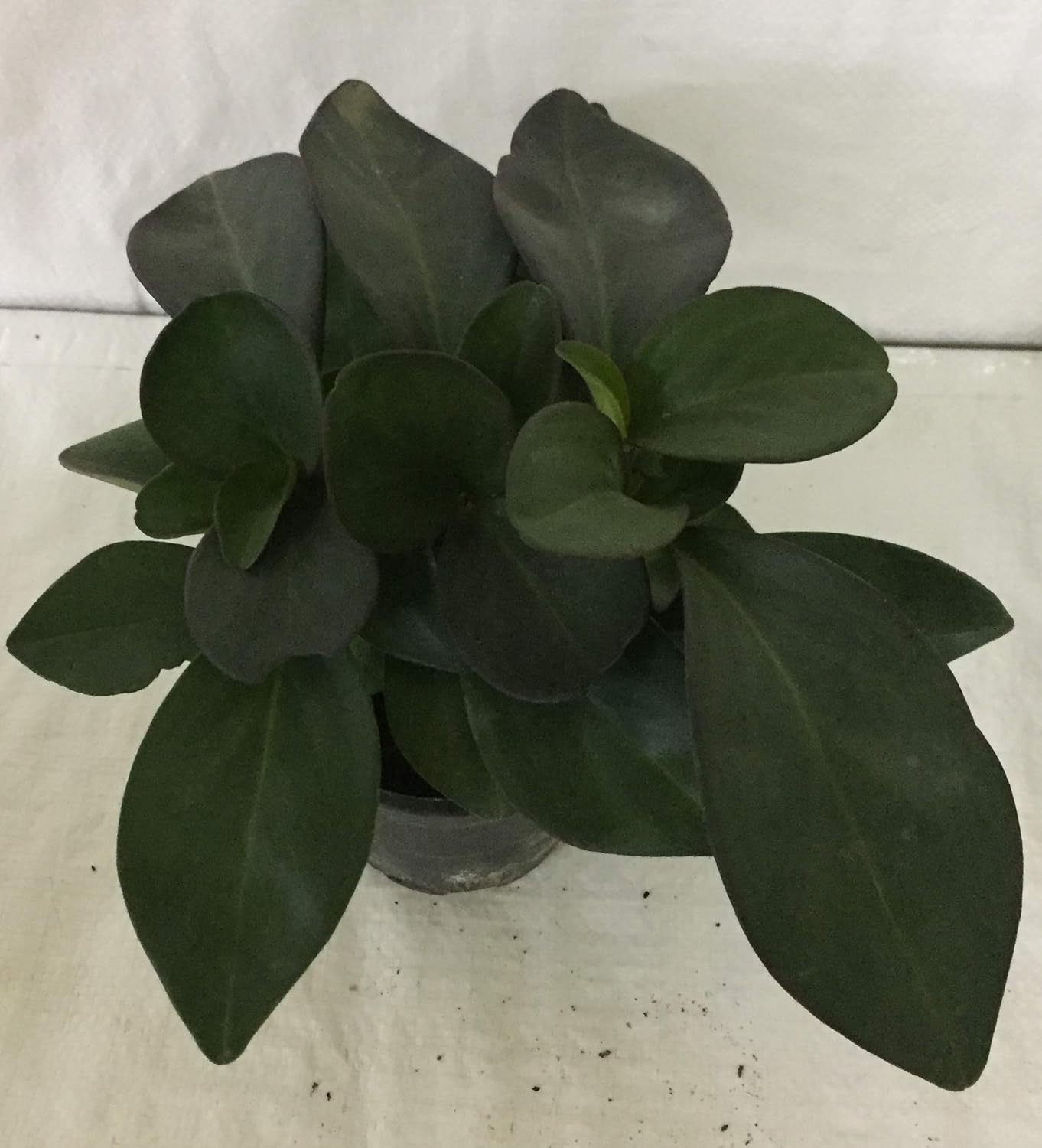 CAPPL Black Peperomia Indoor Plant (Pot Included) Free 5 Gram