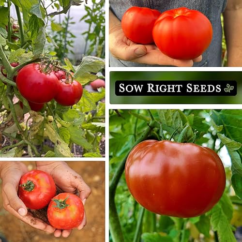 Miniatura 4 de Sow Right Seeds - Semillas de tomate Marglobe para plantar - Paquete de reliquia sin OMG con instrucciones para plantar y cultivar un huerto casero