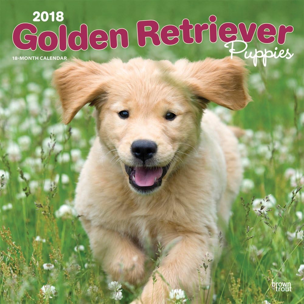 Golden Retriever Puppies 2018 Wall Calendar Calendar – Wall Calendar, 1 July 2017