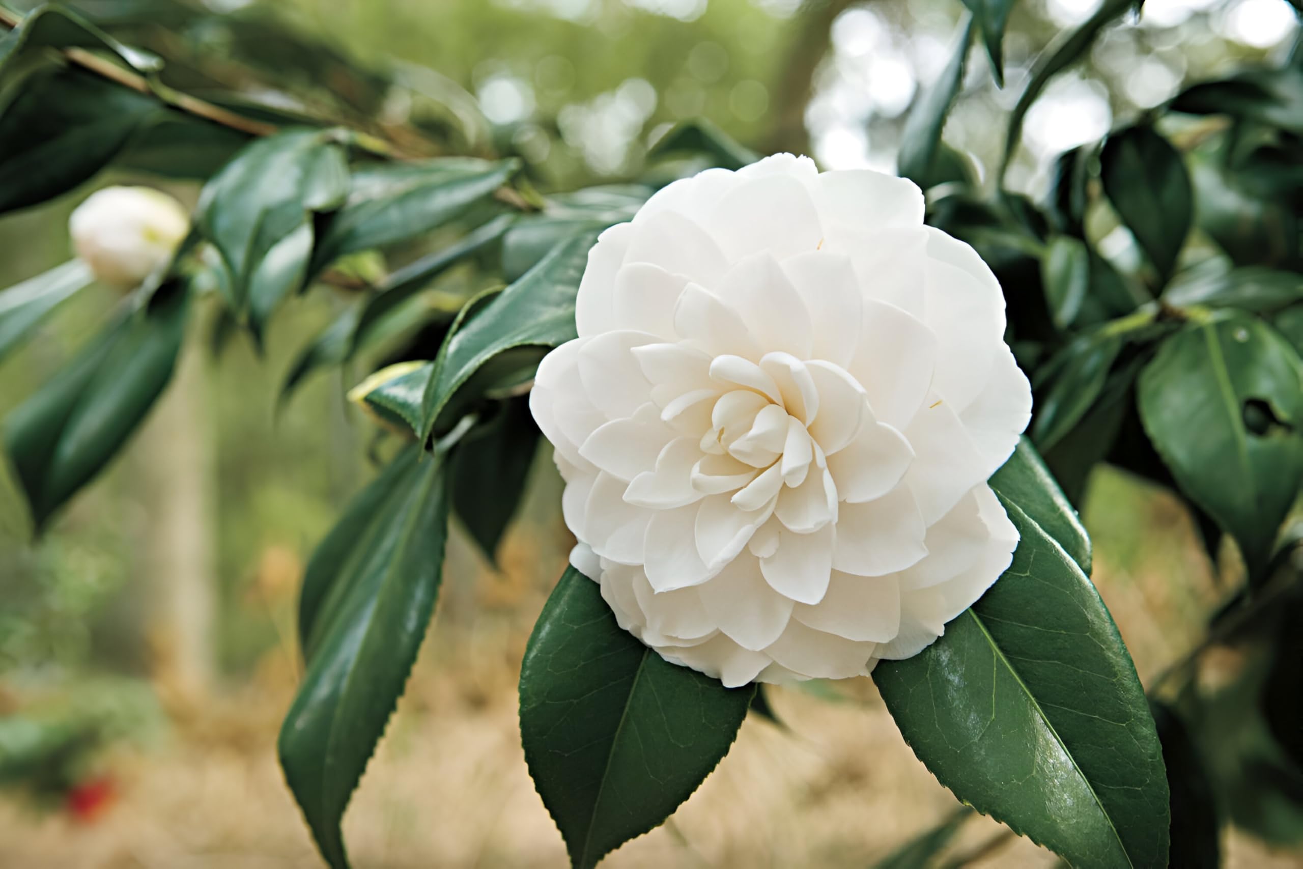 SEILOZBUNIA Healthy Live Roof Top Cutting White Camellia Flower || kemiliya || Cameliya (Ready To Blooming) Plant Pack of 1
