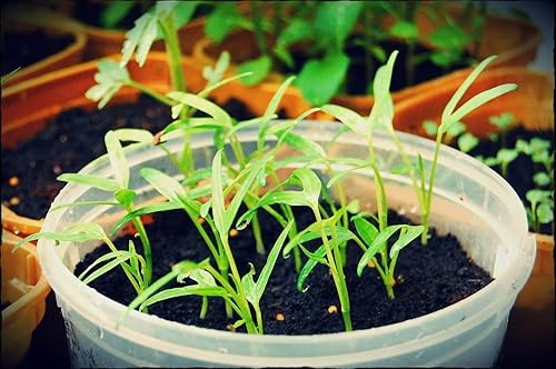 Miniatura 2 de 2500 semillas de Kang Kong también conocidas como semillas de Rau Muong o Ong Choy  Semillas CAI de Kong Xin para plantar  Semillas de Kangkong sin