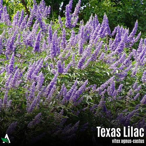 Miniatura 2 de Semillas Texas Lilac (Vitex, árbol casto), 100 unidades, Vitex Agnus-castus