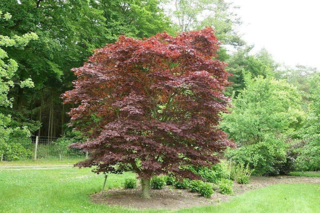 Acero rosso giapponese "Acero palmatum Fireglow" FG1 pianta in vaso ø26 h.150/200 cm Vivaio di Castelletto