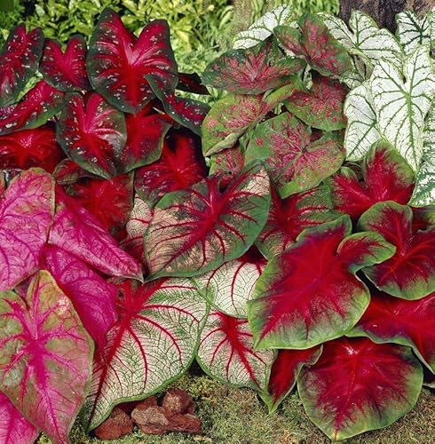 How long do caladium bulbs last