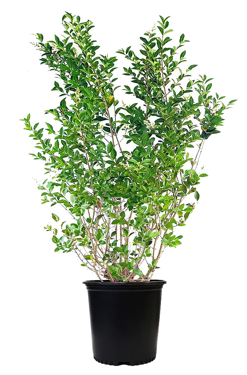 California Privet