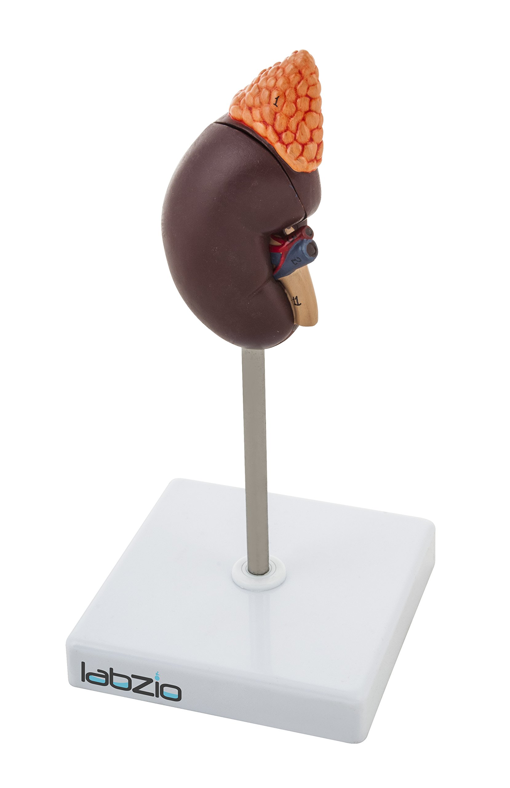 Labzio - Premium Human Kidney Model with Adrenal Gland – Dissectible Anatomical Model with Detailed Key Card for Education and Study (B06XZK4LS1) Amazon Price History, Amazon Price Tracker