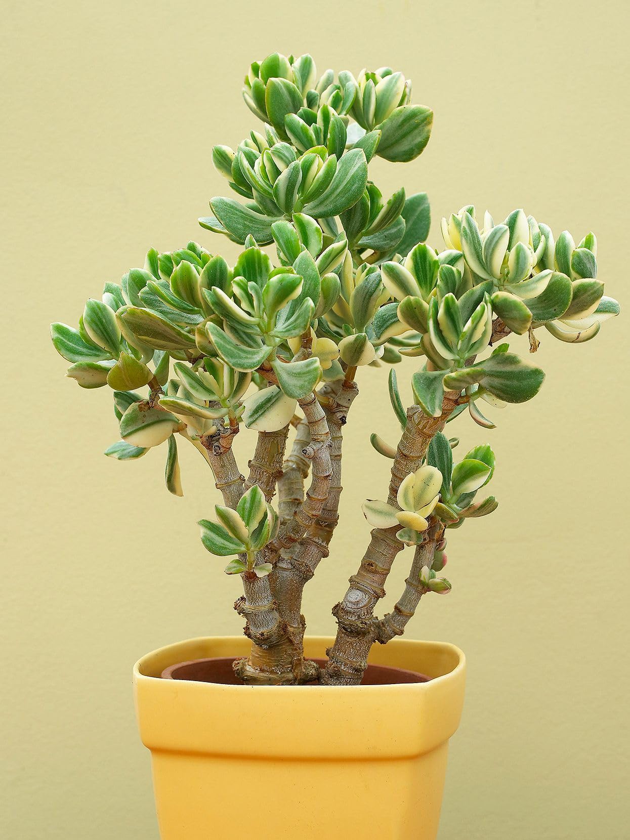 Jade plant indoor live plant big size,live plant for big size jade plant (Pack of 2) (B0CSFPFM3Y) Amazon Price History, Amazon Price Tracker