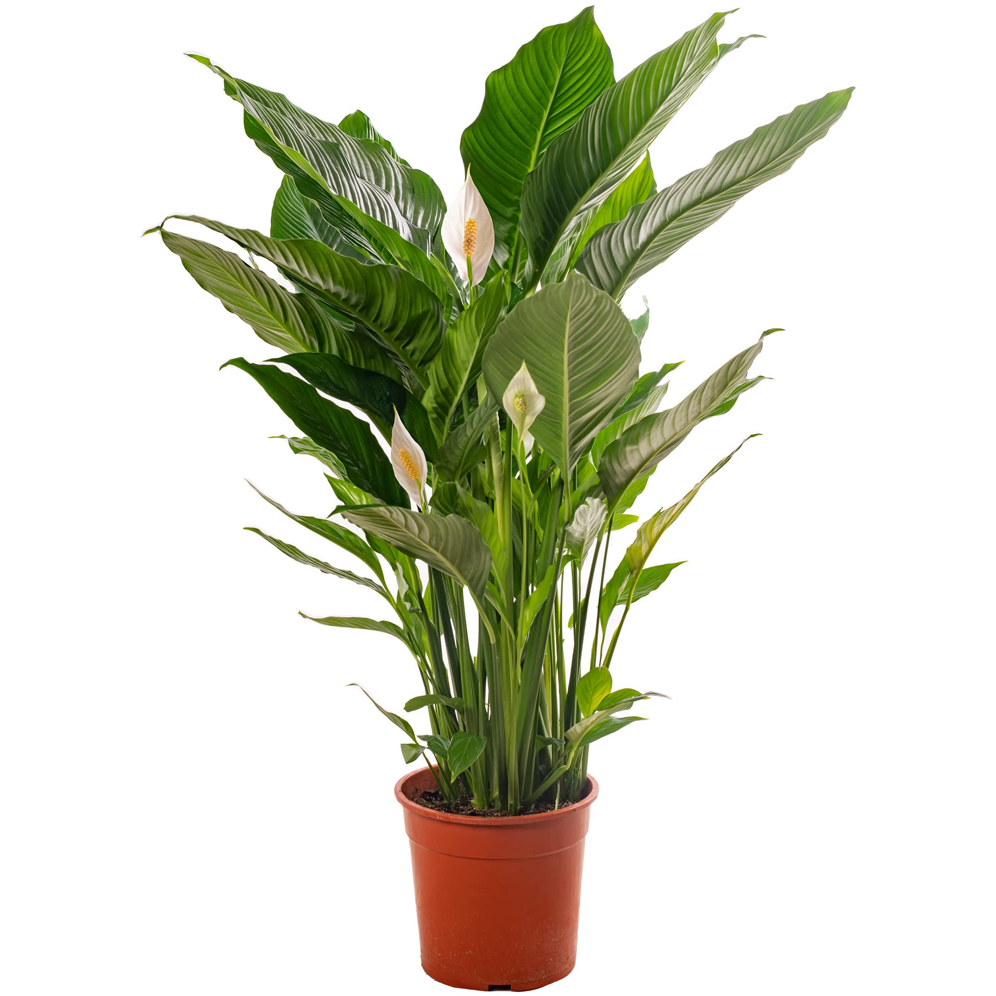 Spathiphyllum Friedenslilie, große Zimmerpflanze, reinigt die Luft in Ihrem Zuhause.