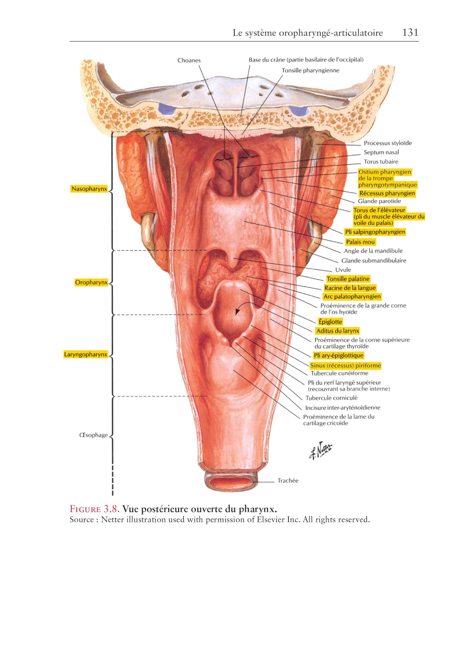 L'anatomie en orthophonie: Parole, déglutition et audition