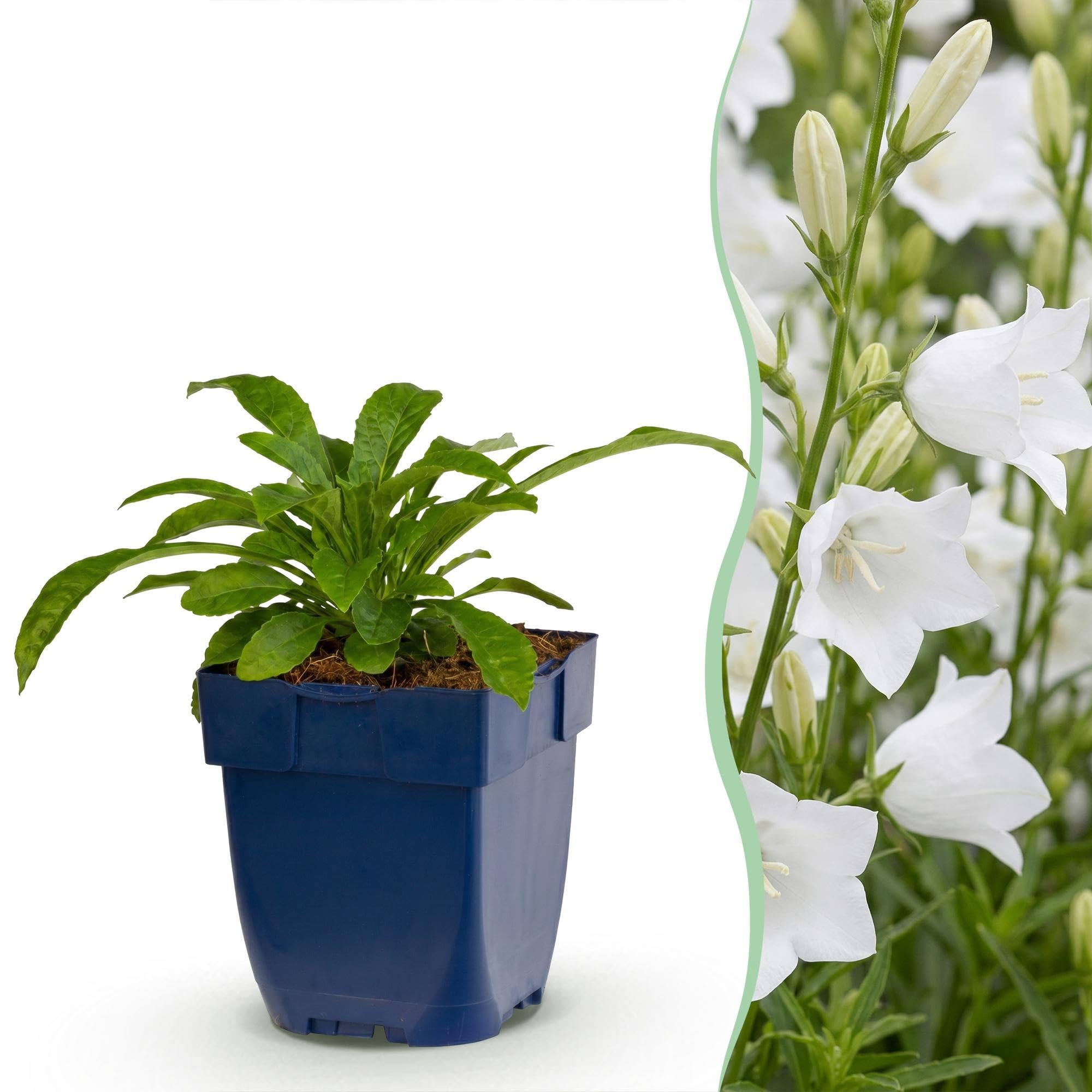 Pianta Perenne Campanula Pers. Alba, Bianco, 1 Pianta, Vaso 11cm, 15-25cm