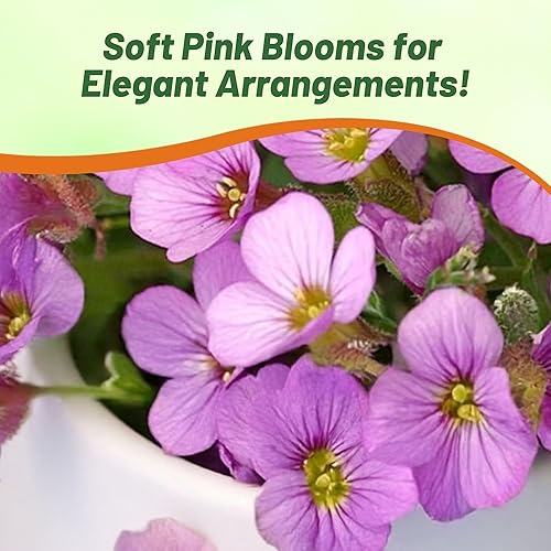 Miniatura 6 de Outsidepride Rosea - Semillas de berro de pared de arábis rosa para plantar, 2000 semillas perennes de cobertura del suelo con follaje de hoja