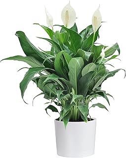 Costa Farms Peace Lily, Spathiphyllum, Live Indoor Plant, in White Cylinder Pot, 15-Inch, Great Gift