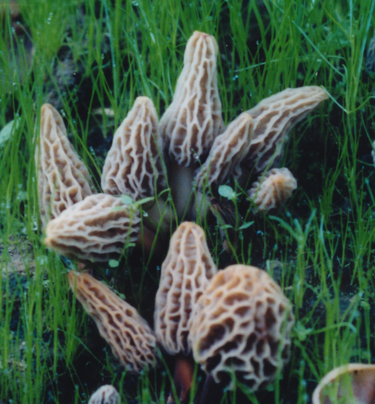 Kit de culture de champignons morilles d'arrière-cour
