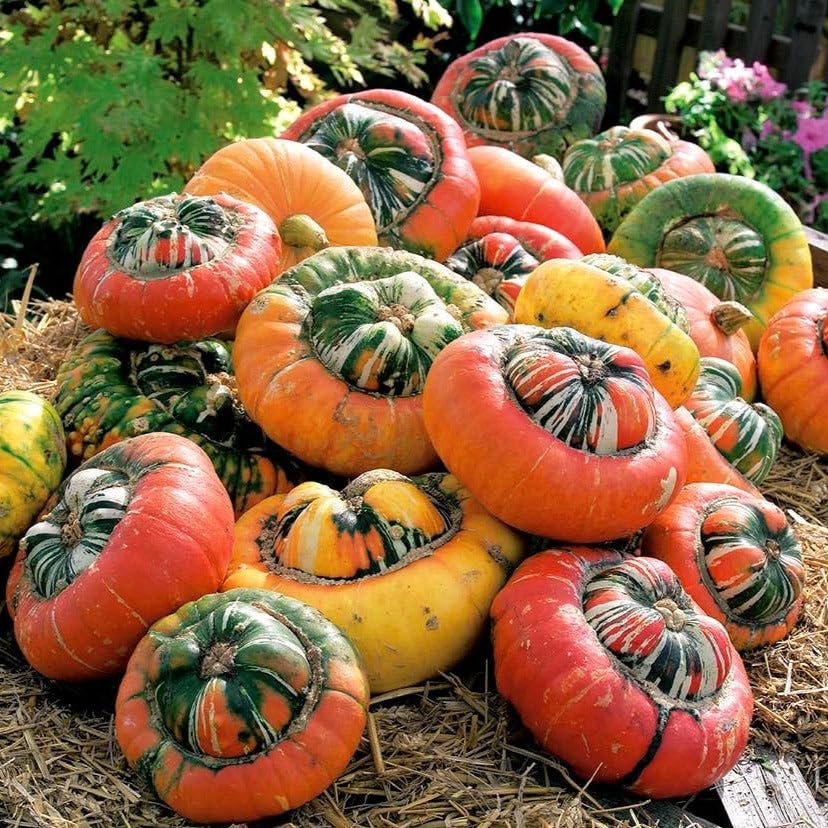 TomorrowSeeds - Turk's Turban Pumpkin Seeds - 20+ Count - For 2026 Planting USA Garden Vegetable Winter Squash Gourd Fall Bush Summer Non-GMO Heirloom Grow Your Own Home Farm Patio Healthy Sustainable