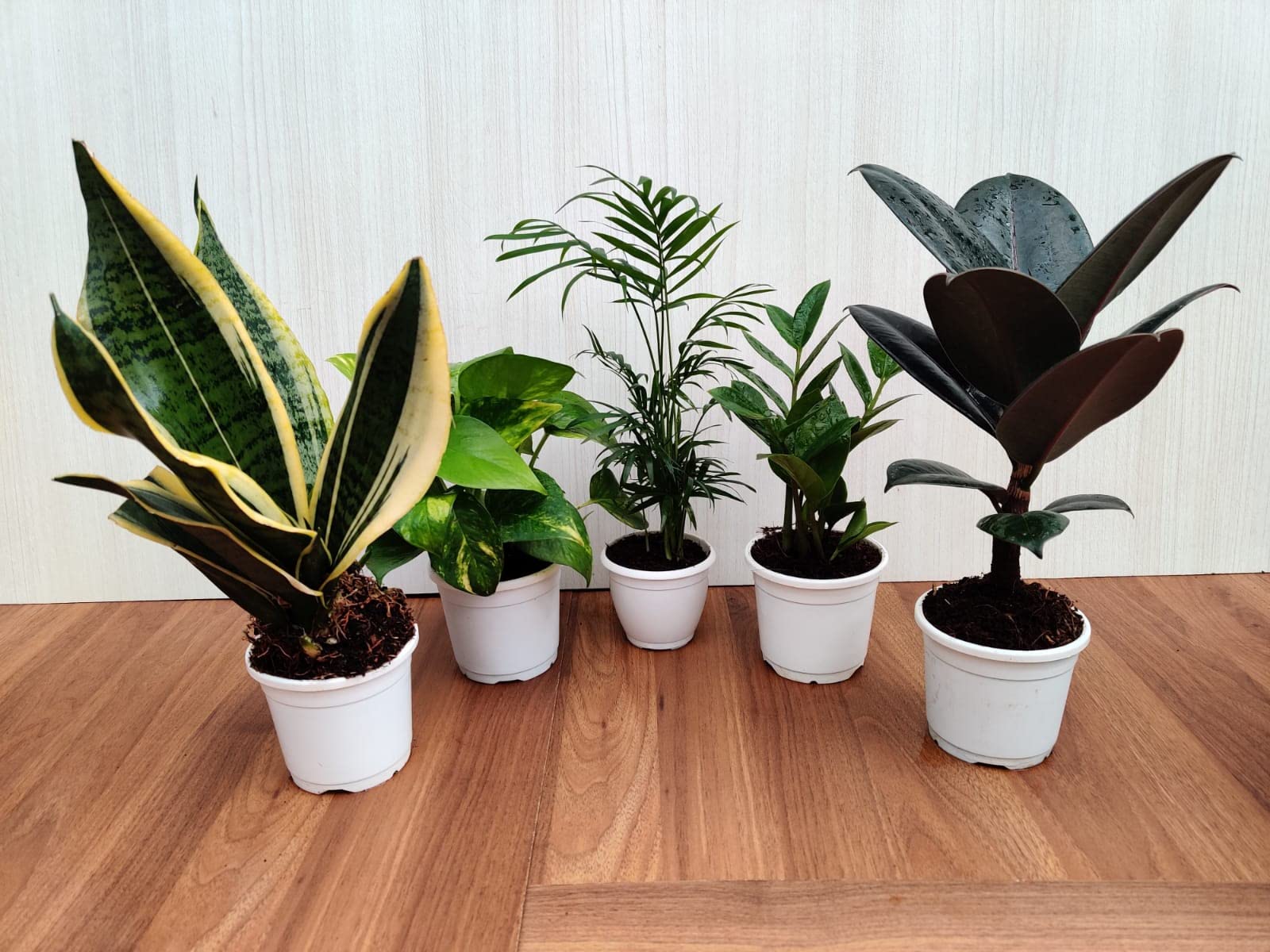 CAPPL Top 5 Air Purifier and Oxygen Enriching Live Plants with Plastic Pots (B07FCJSNS7) Amazon Price History, Amazon Price Tracker