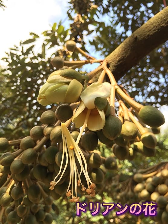 Amazon タイ産 ドリアン Mサイズ 1個 生鮮 フレッシュ ダイヤモンドスターセレクション ダイヤモンドスター トロピカルフルーツ 通販