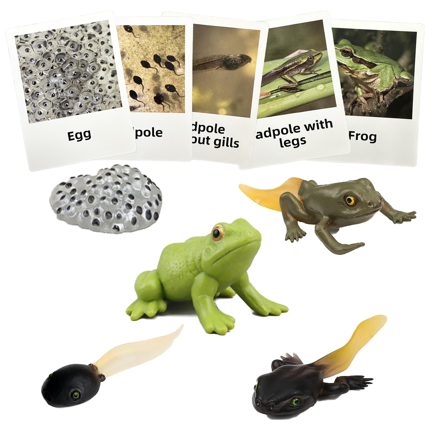 Amazon.com: Mbrain5pcs Frog Growth Cycle with Flash Cards,Life
