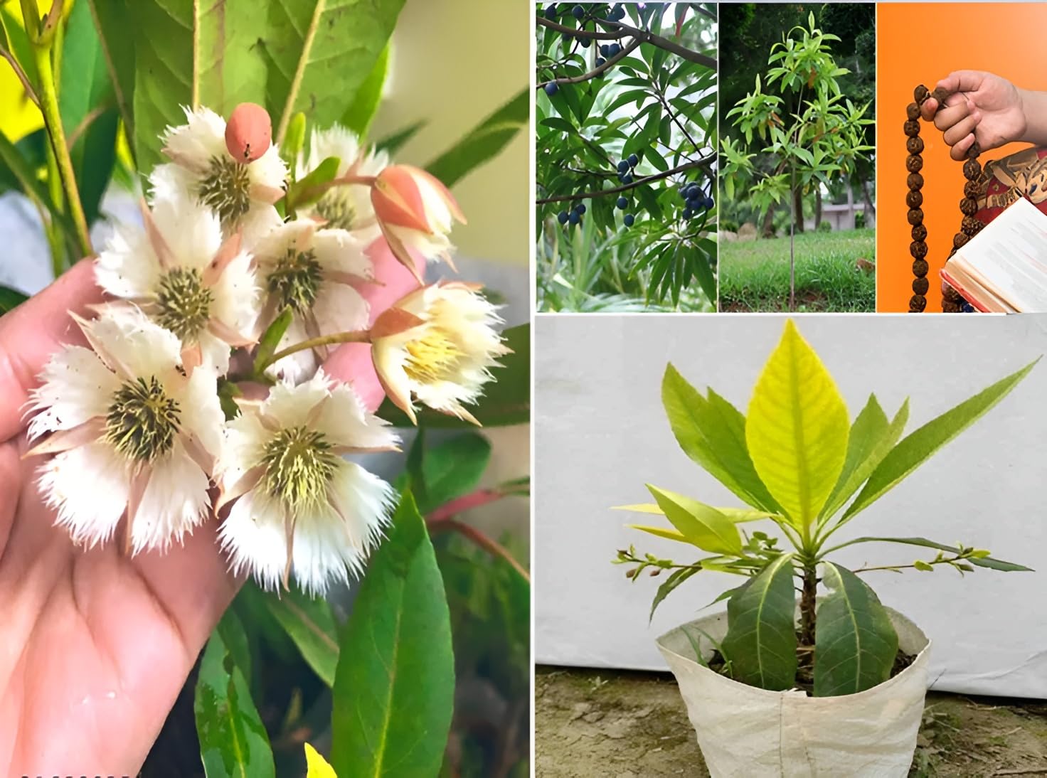 Rudraksha Plant Original Nepal Vaiety (Height 1-2 Feet) Rudraksha Plant Healthy Hybrid Healthy Tree (pack Of 1) Live Medicinal Plants For Home Garden (B0CYSWWDSC) Amazon Price History, Amazon Price Tracker