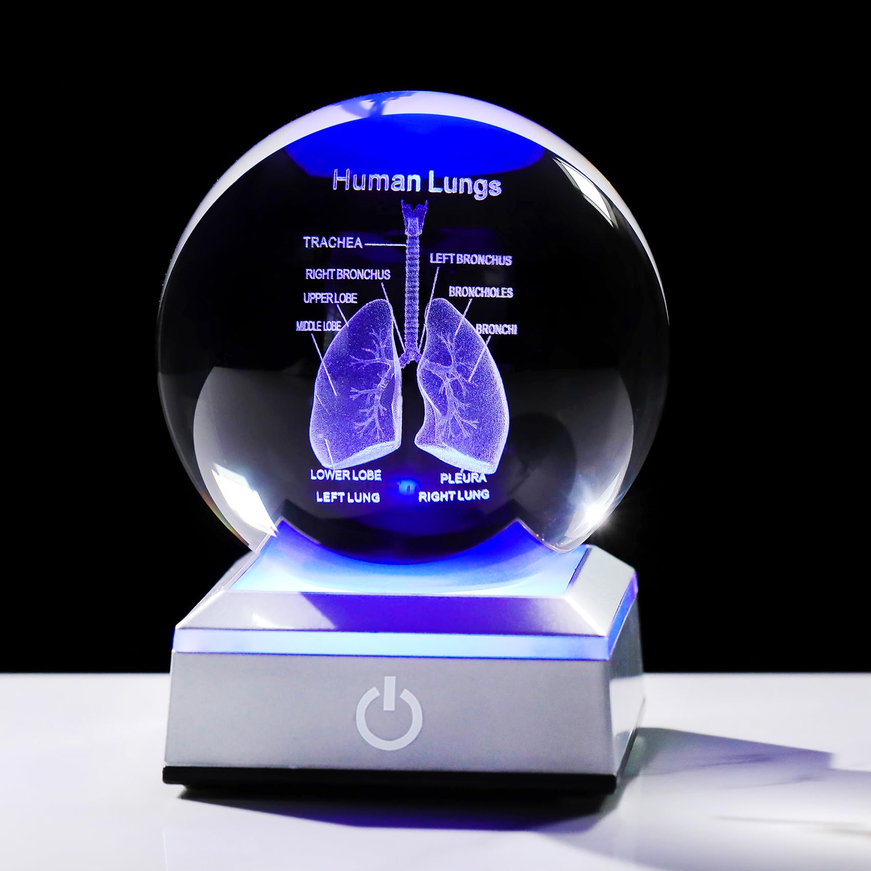 Ornalrist 3D Human Lung 3.15 in. Crystal Ball Gifts for Pulmonologists, Glass Sphere Etched Anatomical Lung Model Keepsake for Him Medical Teacher with LED Light Base