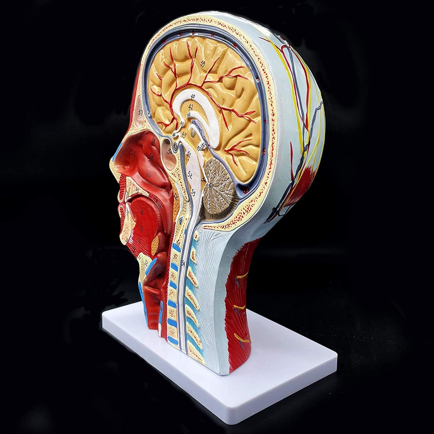Model Głowy I Szyi W Naturalnej Wielkości, Powierzchnia Mięśnia Nerwowo-naczyniowego, Model Anatomiczny Głowy Człowieka, Jama Ustna, Gardło, Anatomia Mózgu Do Nauki W Klasie, Ekspozycja Do