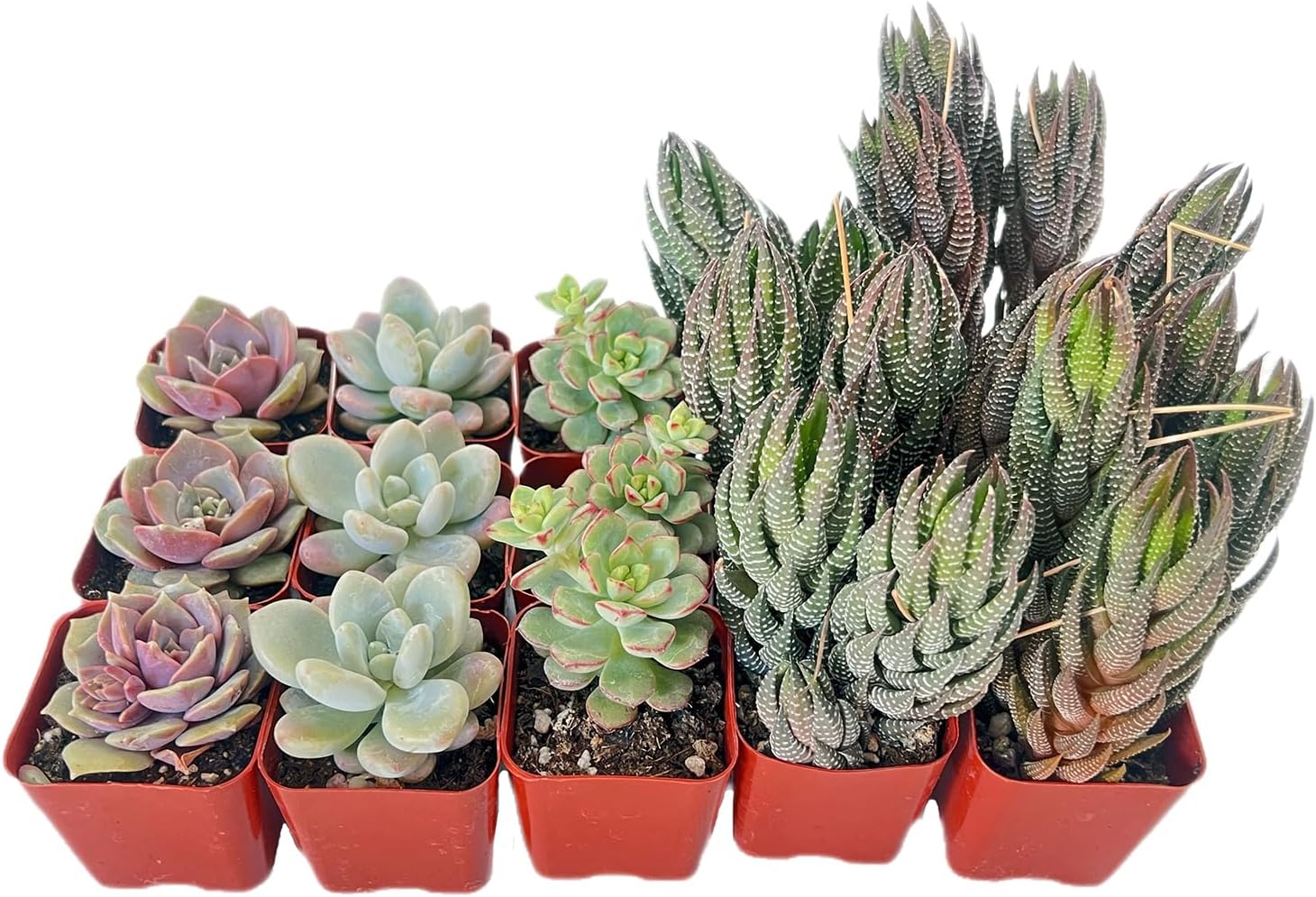 15 Pack Assorted Succulents Plants Live, Including Haworthia Succulents, Rare Home Plants for Indoor House Home Garden Wedding Decor Party Favor
