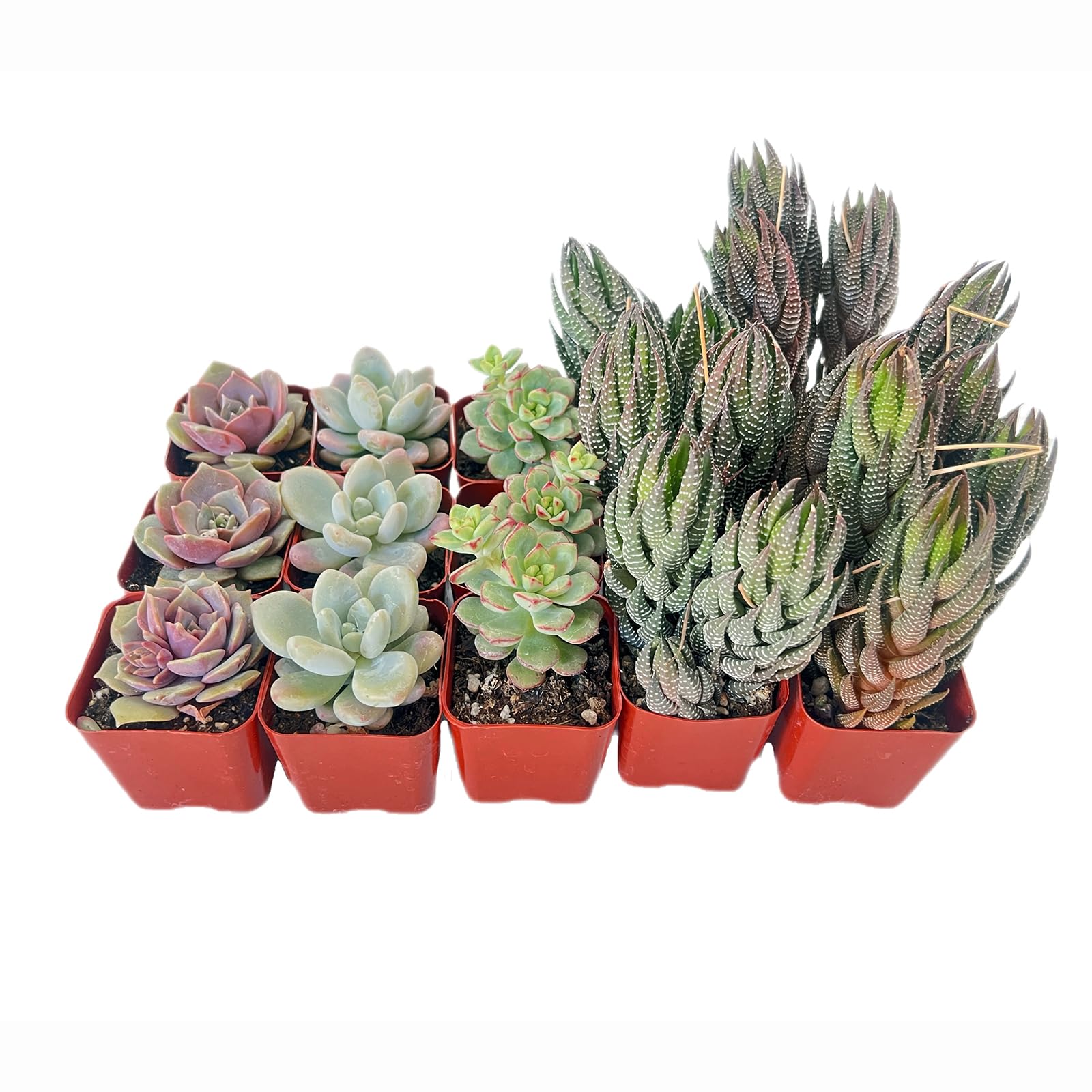 15 Pack Assorted Succulents Plants Live, Including Haworthia Succulents, Rare Home Plants for Indoor House Home Garden Wedding Decor Party Favor