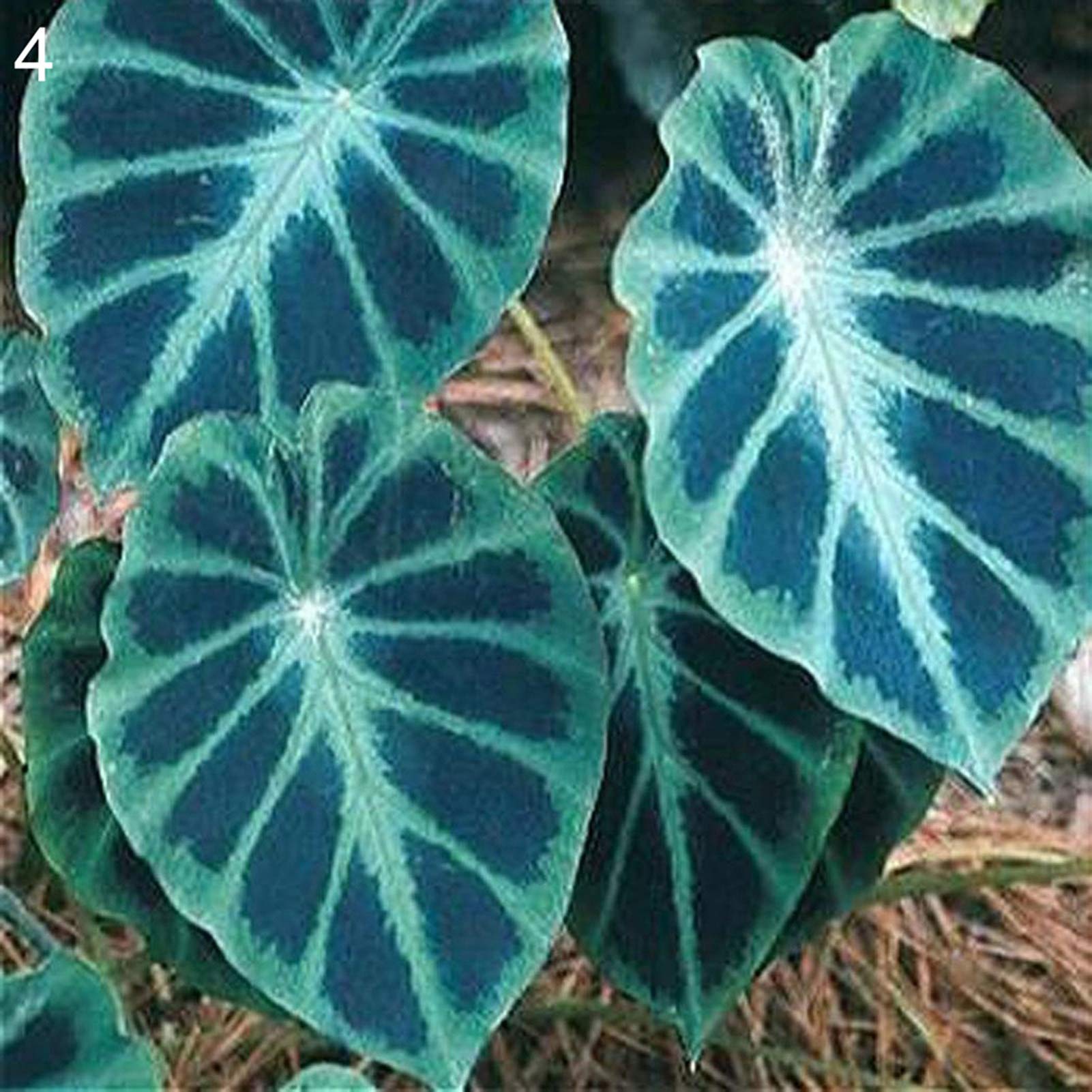 CRTGW 1 Bag Alocasia Seeds Productive Viable Small Cold Resistant Elephant Ear Seeds for Farm 4 Alocasia Seeds for Women, Men,Kids, Beginners, Gardeners Gift