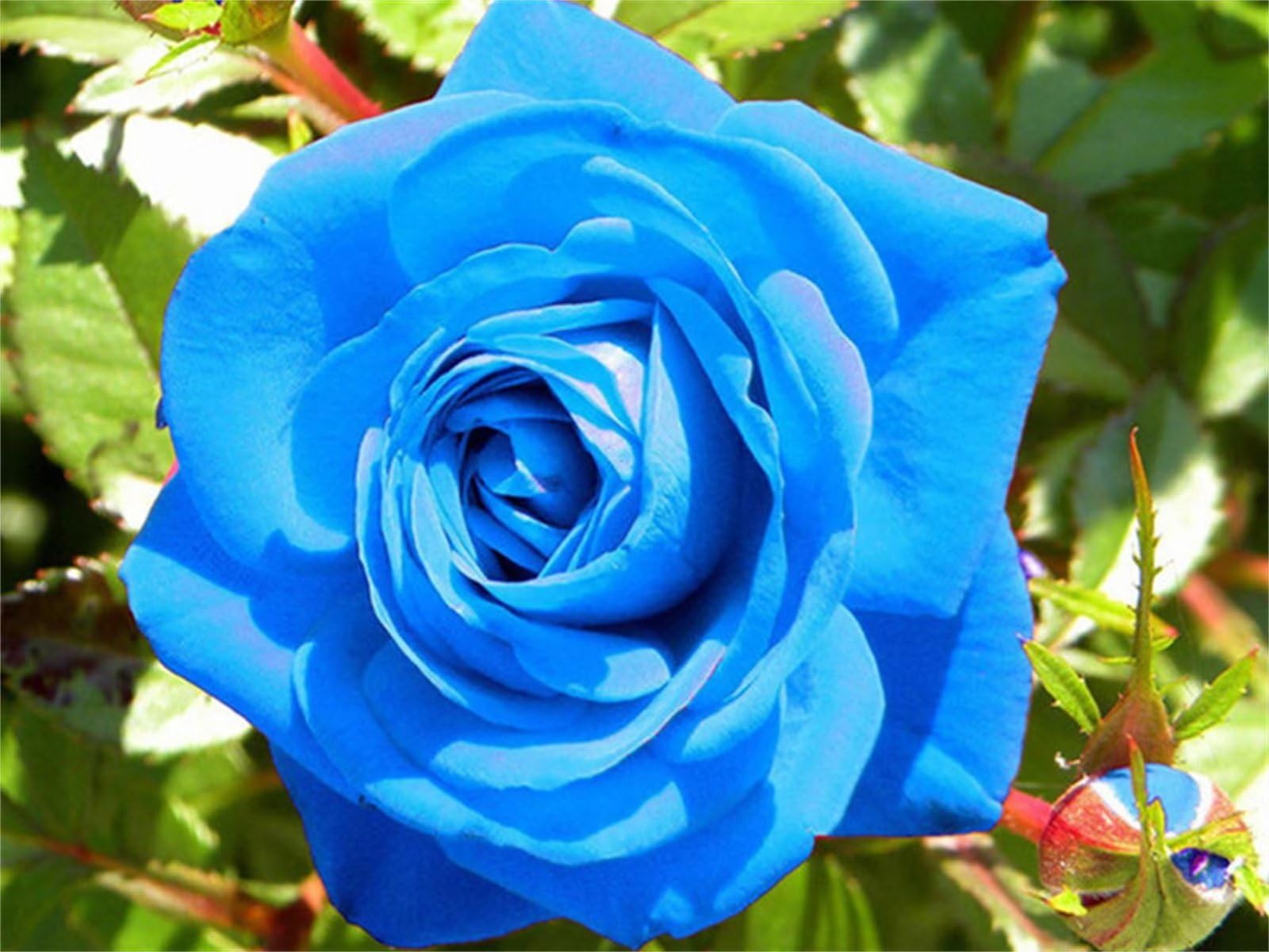 Broderie diamant kit complet adulte rose bleue grand diamant painting 90x120cm